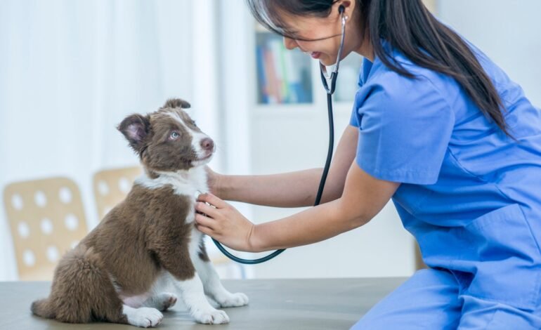 Top Veterinary Hospitals for Pets in NYC