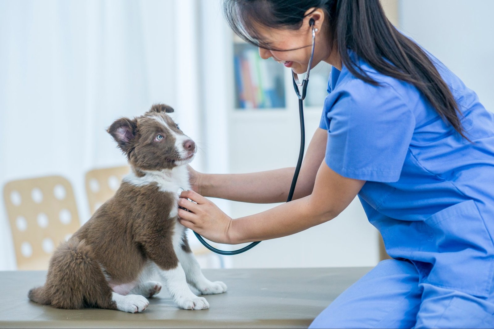 Top Veterinary Hospitals for Pets in NYC